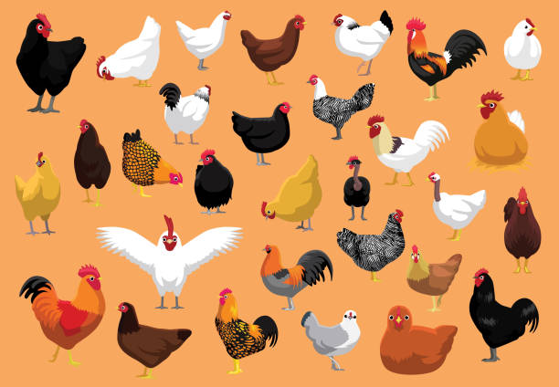 bildbanksillustrationer, clip art samt tecknat material och ikoner med olika kyckling raser fjäderfä tecknade vektorillustration - hönsfågel