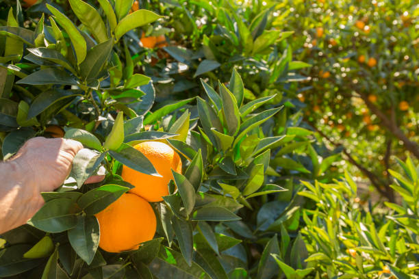 istock Detail of hand picking oranges from tree 945106380