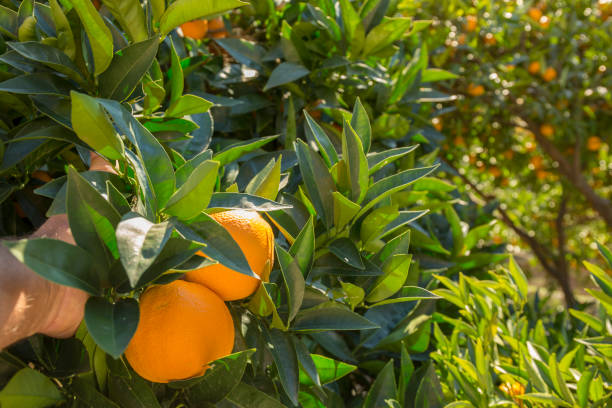 istock Detail of hand picking oranges from tree 945106526