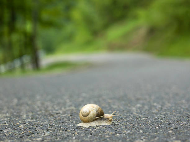 istock One snail crosses rural road in mountains 945106574