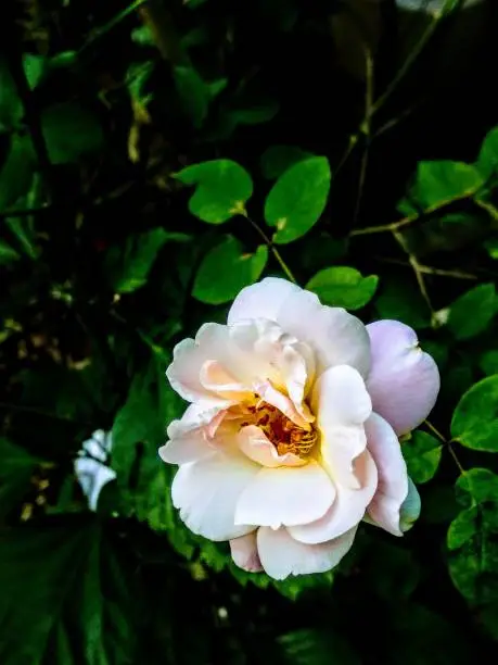 White Rose in full bloom