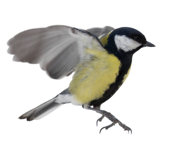 istock photo of flying isolated great tit 945110430