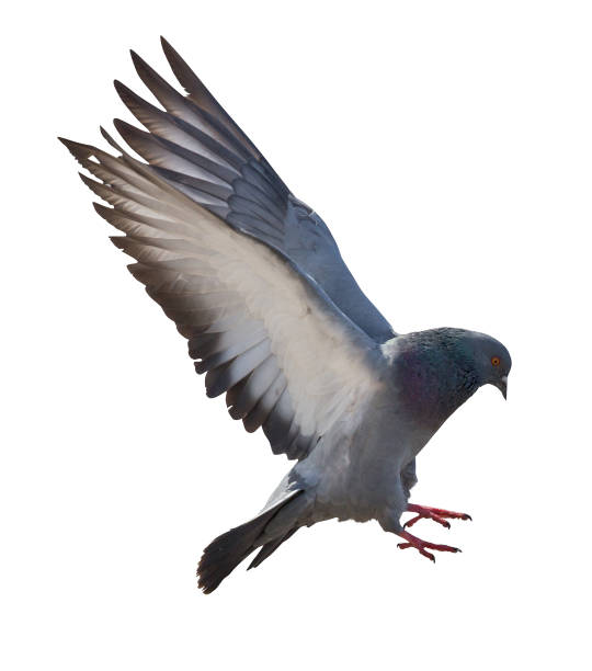 istock isolated on white dark gray flying pigeon 945110568