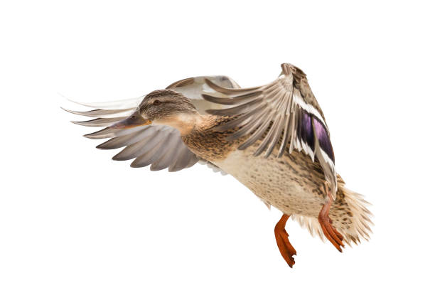 istock flying mallard duck isolated on white 945110576