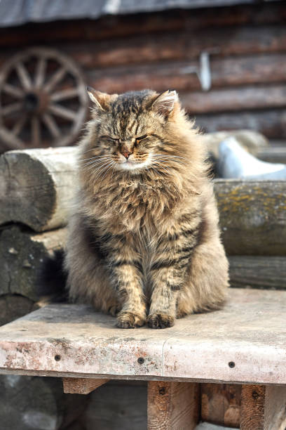 istock blink siberian cat on countryside vertical 945110724