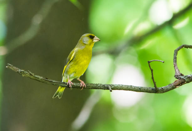 istock Greenfinch (Chloris chloris) in park 945110880