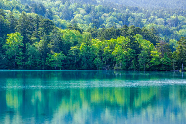 Lake Onneto Lake Onneto is part of Akan National Park, one of the three great secret lakes in Ashoro town, Hokkaido, Japan.
This mysterious lake shows many faces like blue and green, as its color changes. national park akan stock pictures, royalty-free photos & images