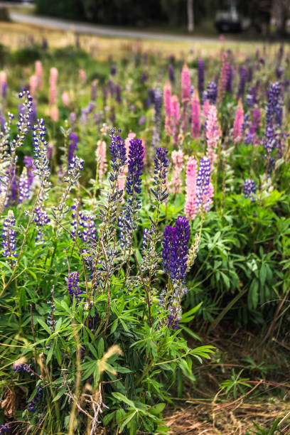 istock New Zealand view 945116974