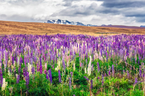 istock New Zealand view 945119946