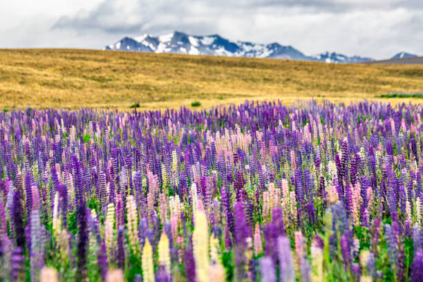 istock New Zealand view 945120352