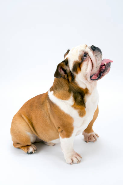 istock A British Bulldog sits patiently on a white background looking upwards 945120802