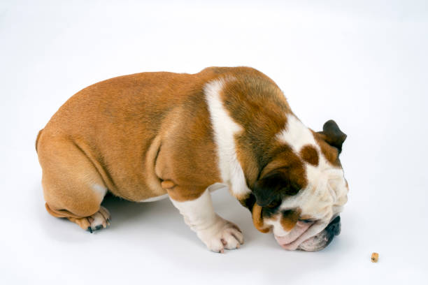 istock A British Bulldog sits on a white background waiting 945120826