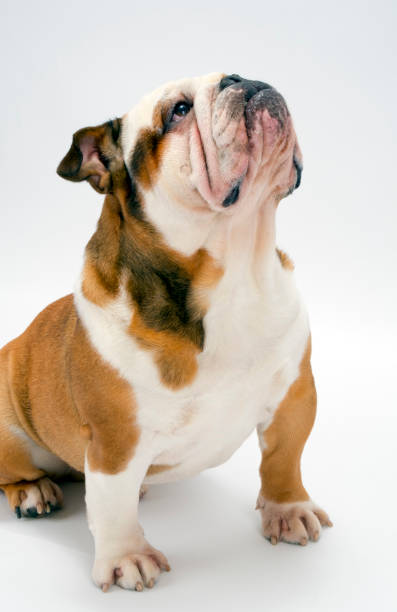 istock A British Bulldog sits patiently on a white background looking upwards 945120830