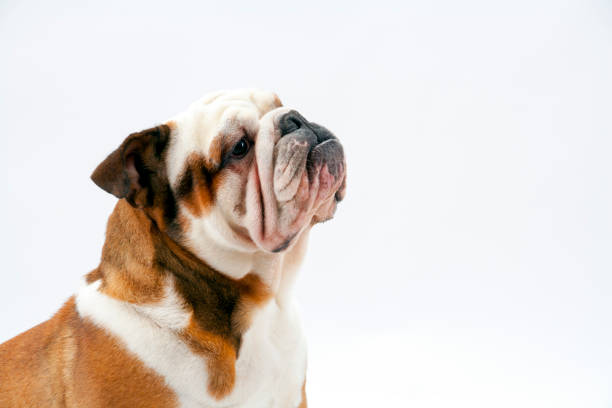 istock A British Bulldog sits patiently on a white background looking upwards 945120832