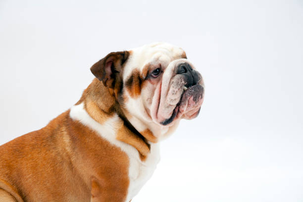 istock A British Bulldog sits on a white background obediently 945120924