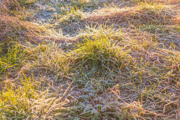 istock Frosted grass - morning wiev - Sunrise 945120928