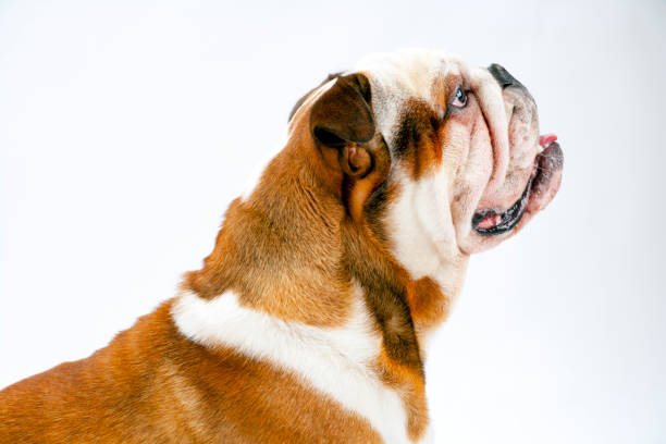 istock A British Bulldog sits patiently on a white background looking upwards 945120992