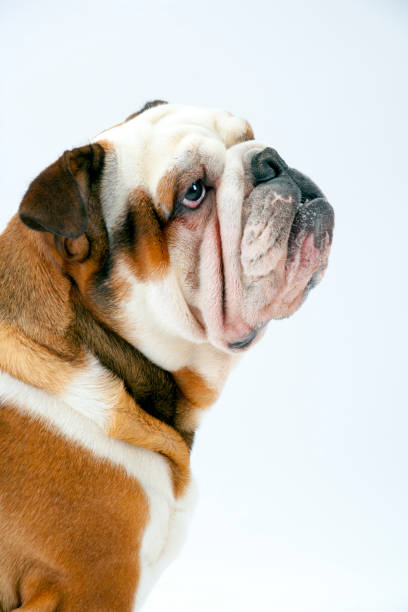 istock A British Bulldog sits patiently on a white background looking upwards 945121226