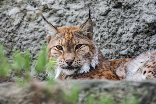 istock Lynx looks at the camera 945125490