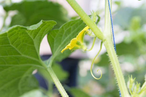 istock young cantaloupe melons in GreenHouse 945128504