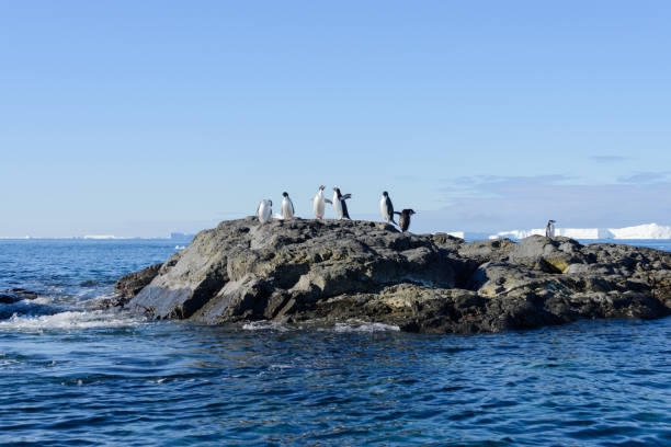 istock Adelie penguins on rock 945129168