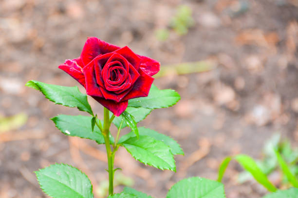 Red rose on green natural background with copy space