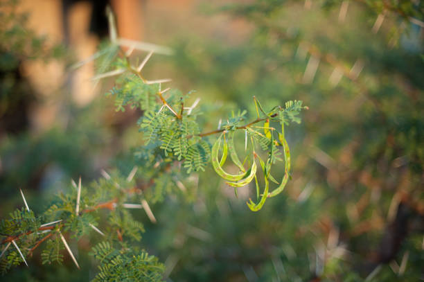 Selective Focus of a Sweet Thorn Tree Acacia Karroo Seeds and Leaves Gamkaberg Oudtshoorn South Africa