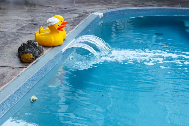 Two rubber ducks and a rubber crocodile head at edge of swimming pool