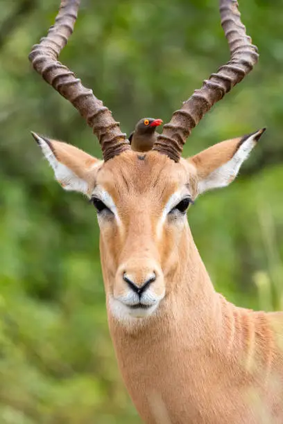 An impala with a bird positioned over its head