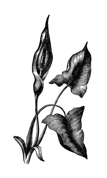 ilustraciones, imágenes clip art, dibujos animados e iconos de stock de botánica plantas antigua ilustración de grabado: arum maculatum (snakeshead, raíz de víbora) - european adder illustrations