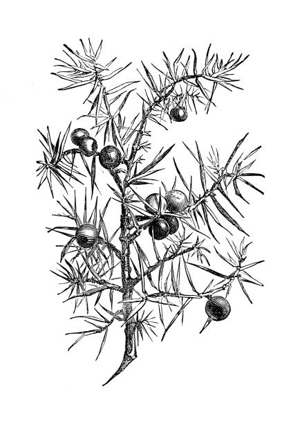 Botany plants antique engraving illustration: Juniperus communis (juniper) Botany plants antique engraving illustration: Juniperus communis (juniper) juniperus chinensis stock illustrations