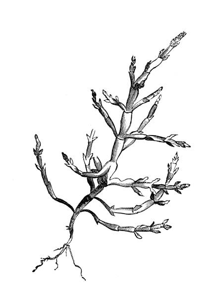 Botany plants antique engraving illustration: Salicornia europaea (glasswort) Botany plants antique engraving illustration: Salicornia europaea (glasswort) salicornia stock illustrations