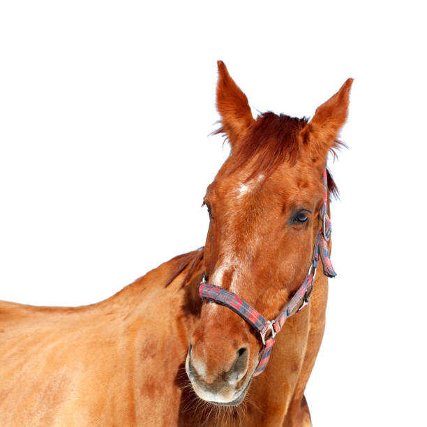 istock brown horse isolated on white background 945139370