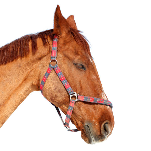 istock brown horse isolated on white background 945139372