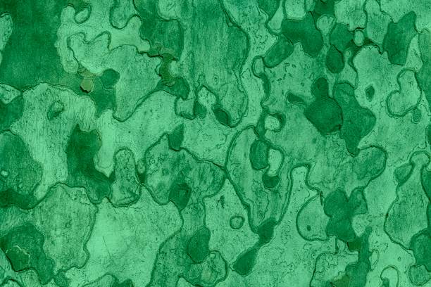 istock Green Background texture of tree bark. Skin the bark of a tree that tr 945139748