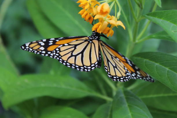 istock Monarch butterfly on a flower 945140200