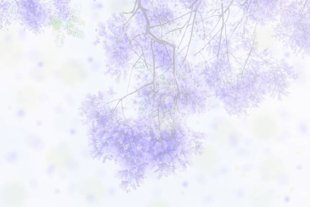Soft blurred and bokeh purple and green spring jacaranda tree in bloom background