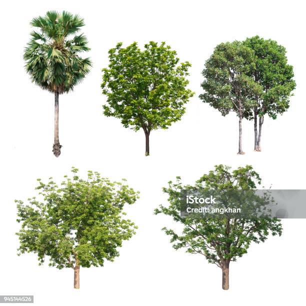 Collection Tree Isolated On White Background Stock Photo - Download Image Now - Botany, Branch - Plant Part, Bush