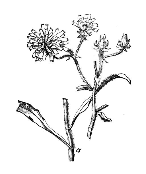 illustrazioni stock, clip art, cartoni animati e icone di tendenza di botanica piante antica illustrazione incisione: picris hieracioides (oxtongue occhio di falco) - indian paintbrush