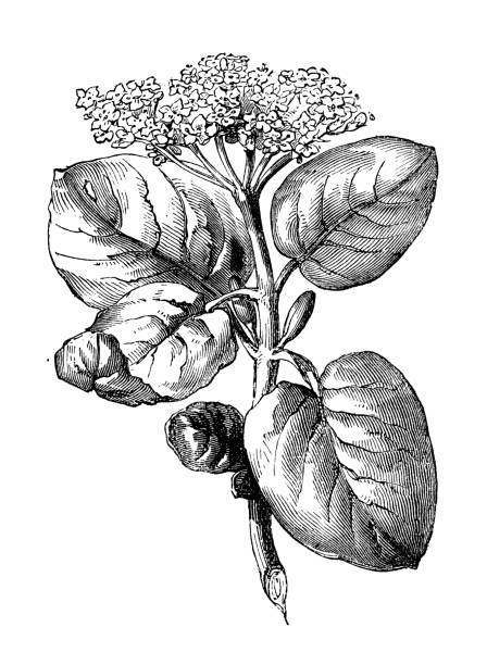 ilustrações, clipart, desenhos animados e ícones de plantas de botânica antiga ilustração de gravura: viburnum lantana (viajante, wayfaring árvore) - wayfaring