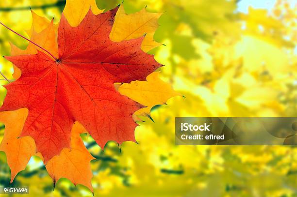 Autunno Sfondo - Fotografie stock e altre immagini di Acero - Acero, Albero, Ambientazione esterna