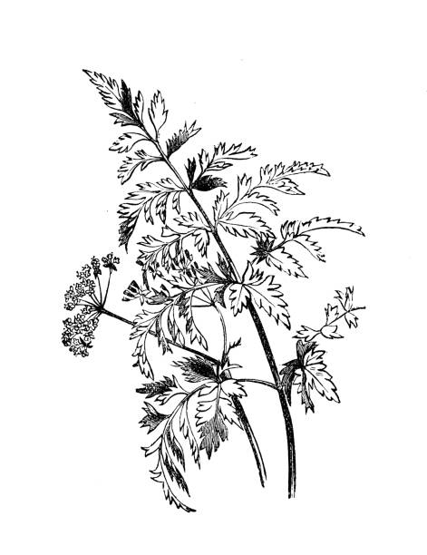 ilustrações de stock, clip art, desenhos animados e ícones de botany plants antique engraving illustration: anthriscus sylvestris (cow parsley, wild chervil) - cow parsley