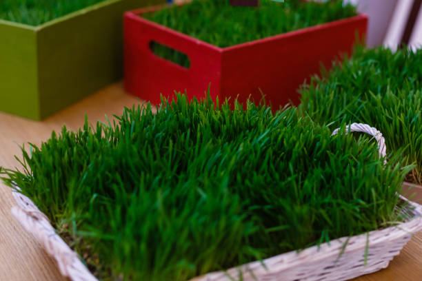 Novruz, semeni fresh wheat grass decorated, copy space for text