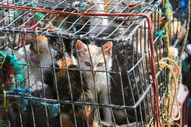 gatitos para la venta en una jaula en el mercado de otavalo, ecuador - full frame close up brown day fotografías e imágenes de stock