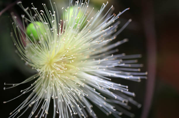 istock Syzygium jambos 945159116