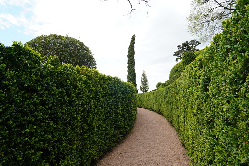 way through labyrinth of green hedges