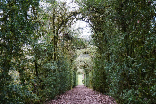 green tunnel of plants in Dordogne valley, France, wide angle, persepctive, vanishing point, labyrinth