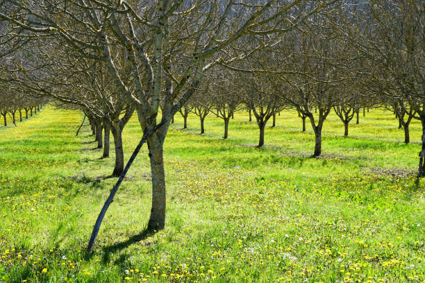 istock walnut plantation in Dordogne valley 945169360