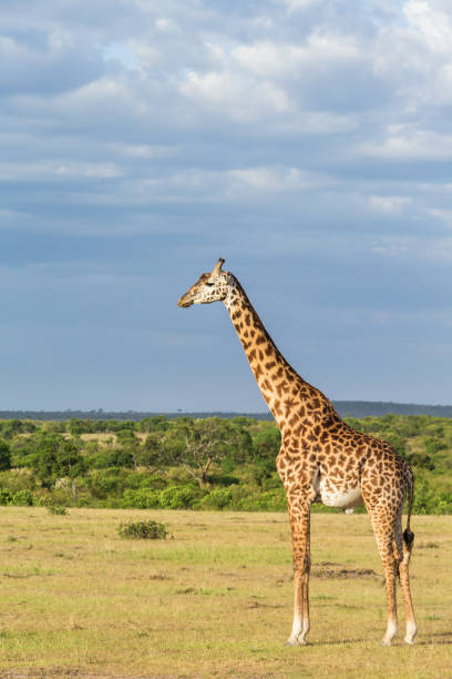 istock Giraffe at the grass savannah 945172634