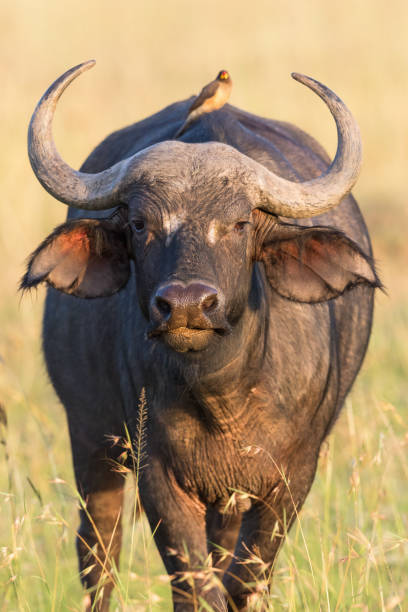 istock African buffalo standing on the savannah 945172722